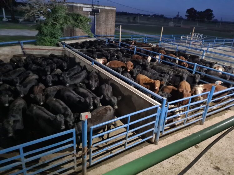 Gisele Remorini es la única ‘compradora’ de hacienda en el Mercado de Liniers: “Por más que seas mujer, el que remata siempre busca el precio más alto”, aclara