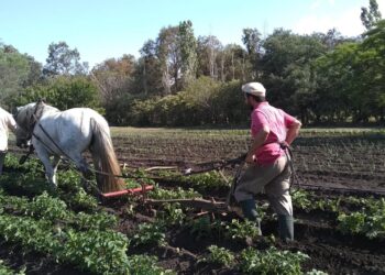Damián Colucci produce trigo orgánico en Tandil y no le interesa competir en rindes: “Es como una escuela, si una maestra le enseña a 100 chicos no va a tener un resultado tan bueno como con 10”