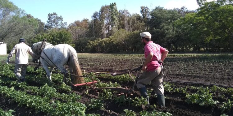 Damián Colucci produce trigo orgánico en Tandil y no le interesa competir en rindes: “Es como una escuela, si una maestra le enseña a 100 chicos no va a tener un resultado tan bueno como con 10”