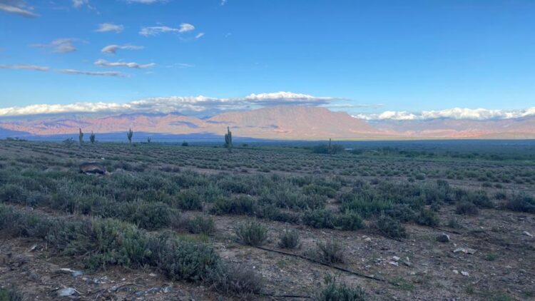 A punto de ser filósofo, Ignacio Avellaneda consiguió trabajo en una finca de lavanda de Cafayate y le cambió la vida