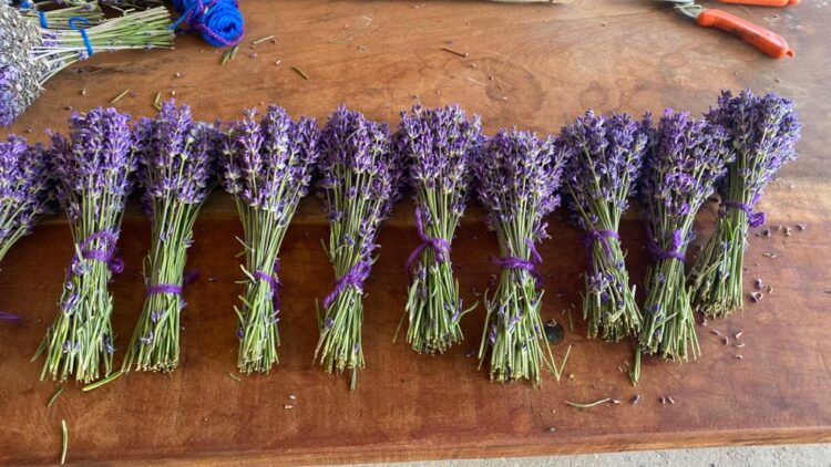 A punto de ser filósofo, Ignacio Avellaneda consiguió trabajo en una finca de lavanda de Cafayate y le cambió la vida