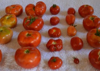 Por la vuelta del tomate con gusto a tomate: Un grupo de investigadores trabaja en el rescate de las viejas variedades