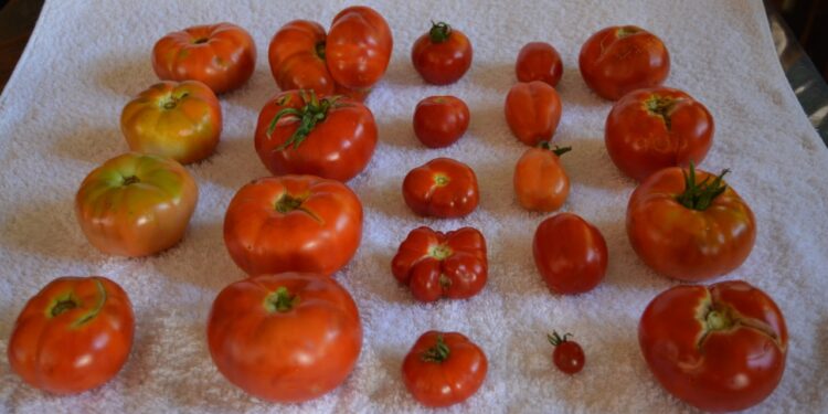 Por la vuelta del tomate con gusto a tomate: Un grupo de investigadores trabaja en el rescate de las viejas variedades