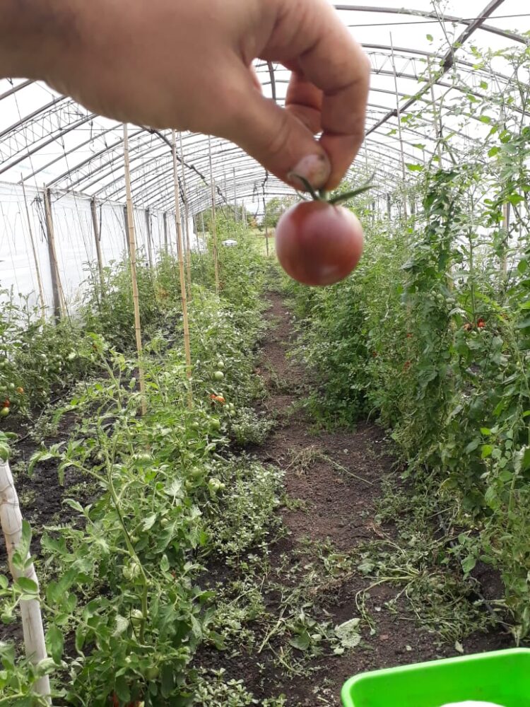 Por la vuelta del tomate con gusto a tomate: Un grupo de investigadores trabaja en el rescate de las viejas variedades
