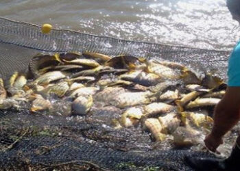 Contrastes: Gastan menos de 1 millón de dólares para promover la acuicultura, y nos endeudan por 28 millones para lograr un “desarrollo territorial armónico”