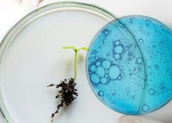 Dos empresas argentinas se proponen lograr algodones resistentes a herbicidas mediante la edición génica