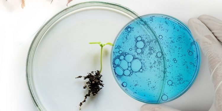 Dos empresas argentinas se proponen lograr algodones resistentes a herbicidas mediante la edición génica