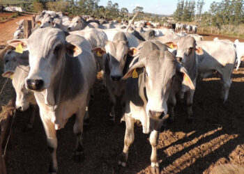 Acá sufrimos: Pero Brasil festeja que algunos estados fronterizos con la Argentina han sido reconocidos “libres de aftosa sin vacunación” por la OIE