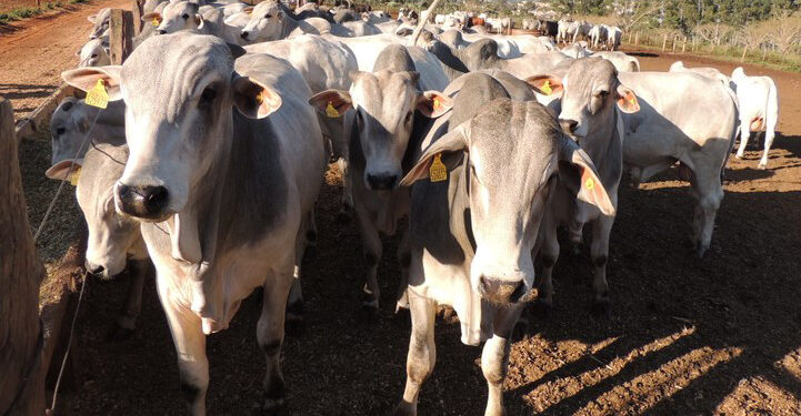 Acá sufrimos: Pero Brasil festeja que algunos estados fronterizos con la Argentina han sido reconocidos “libres de aftosa sin vacunación” por la OIE