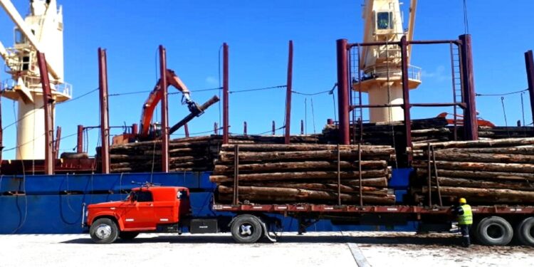 El sector forestal advierte que la exportación de madera como materia prima sin industrializar está desabasteciendo los aserraderos locales