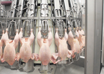 Como con los cítricos, pero en silencio, la Argentina había frenado sus exportaciones de pollo a Europa: Los problemas sanitarios ya se resolvieron