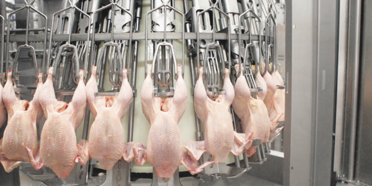 Como con los cítricos, pero en silencio, la Argentina había frenado sus exportaciones de pollo a Europa: Los problemas sanitarios ya se resolvieron