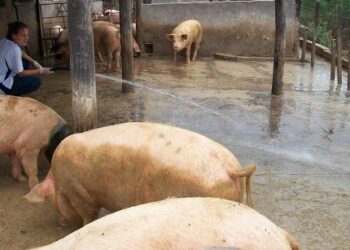 Alejandro Lamacchia advierte que los pequeños productores de cerdos crujen con la suba del maíz: “Esto no es como un kiosco que uno pueda armar o desarmar con facilidad”