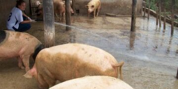 Alejandro Lamacchia advierte que los pequeños productores de cerdos crujen con la suba del maíz: “Esto no es como un kiosco que uno pueda armar o desarmar con facilidad”