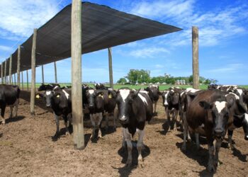 CheqTambo: Desarrollaron una aplicación para que los productores lecheros puedan controlar si cumplen con las Buenas Prácticas