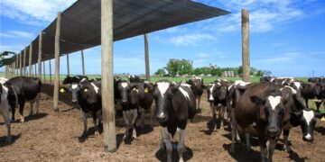 CheqTambo: Desarrollaron una aplicación para que los productores lecheros puedan controlar si cumplen con las Buenas Prácticas