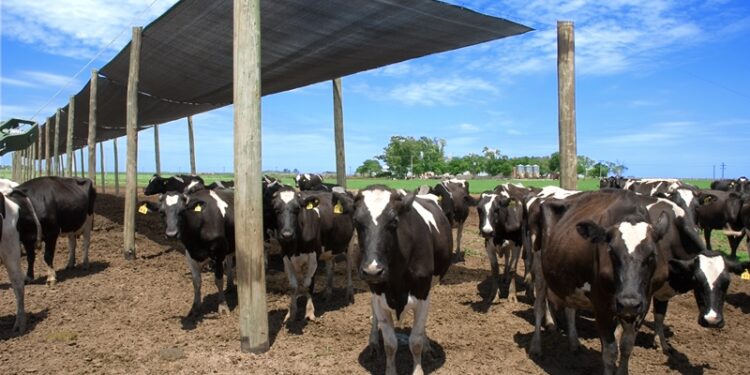CheqTambo: Desarrollaron una aplicación para que los productores lecheros puedan controlar si cumplen con las Buenas Prácticas