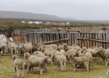 Del “verdurazo” al “corderazo”: La UTT venderá en Buenos Aires carne ovina de productores patagónicos para fortalecer esa actividad