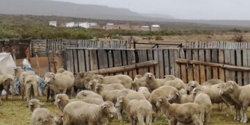 Del “verdurazo” al “corderazo”: La UTT venderá en Buenos Aires carne ovina de productores patagónicos para fortalecer esa actividad