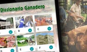 Diccionario básico para entender cómo puede seguir el conflicto por el cierre de las exportaciones de carne