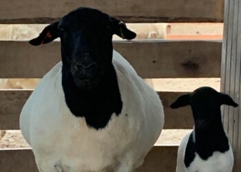 Empezó como un hobby y terminó vendiendo carneros de la raza Dorper por varios millones de pesos