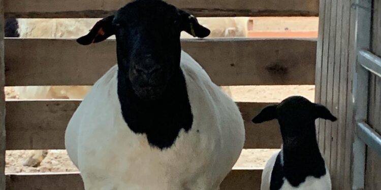 Empezó como un hobby y terminó vendiendo carneros de la raza Dorper por varios millones de pesos