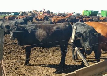 La escalada del maíz genera pérdidas de hasta 2.500 pesos en cada animal que pasa por un feedlot