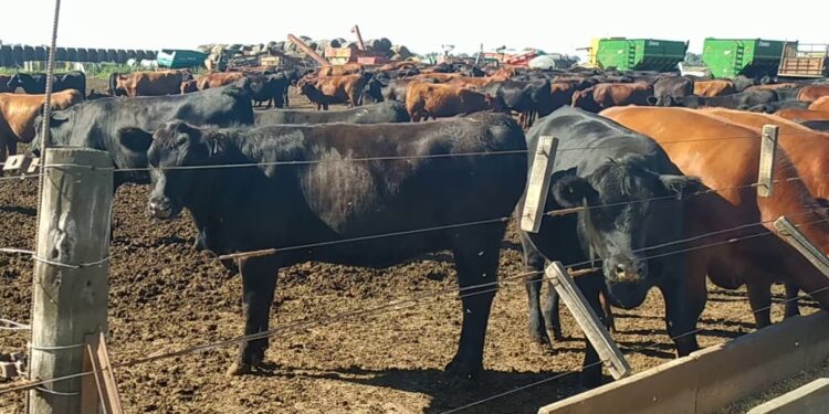 La escalada del maíz genera pérdidas de hasta 2.500 pesos en cada animal que pasa por un feedlot