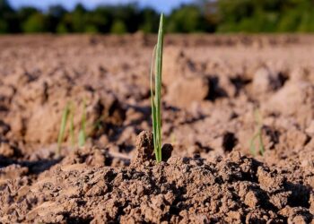 El INTA insiste con que el suelo es el que sigue pagando la fiesta: “En la Argentina solo se repone el 30% de los nutrientes que se extraen”