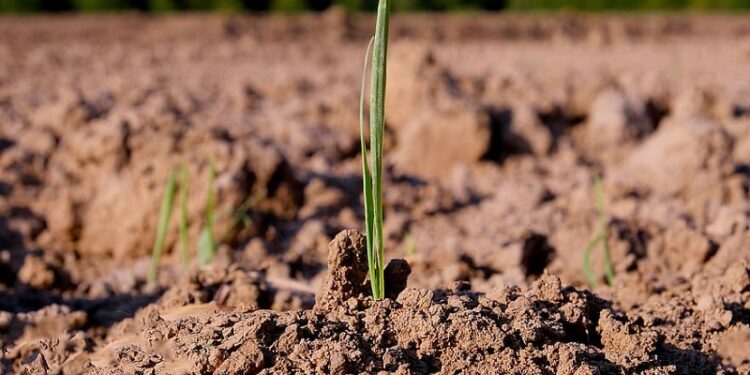 El INTA insiste con que el suelo es el que sigue pagando la fiesta: “En la Argentina solo se repone el 30% de los nutrientes que se extraen”