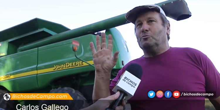 Carlos Gallego siempre apaga la radio para poder escuchar cualquier ruido extraño en la cosechadora: “El único oficio que disfruto es estar con la maquina”