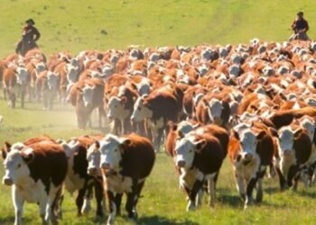 Cuando las broncas vienen marchando: Siete miradas para entender por qué enoja tanto el cierre de exportaciones de carne