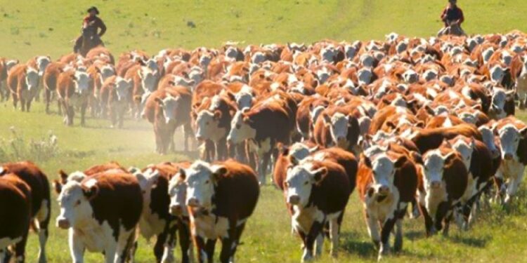 Cuando las broncas vienen marchando: Siete miradas para entender por qué enoja tanto el cierre de exportaciones de carne