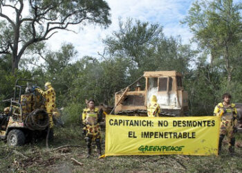 Greenpeace denuncia que Chaco no respetó un fallo judicial que ordenó detener los desmontes