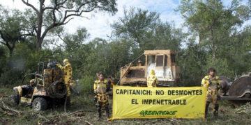 Greenpeace denuncia que Chaco no respetó un fallo judicial que ordenó detener los desmontes