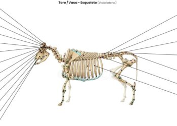 “Voy a ir hasta el hueso”, dijo Alberto. Y no solo prohibió las exportaciones de carne sino también las de huesos