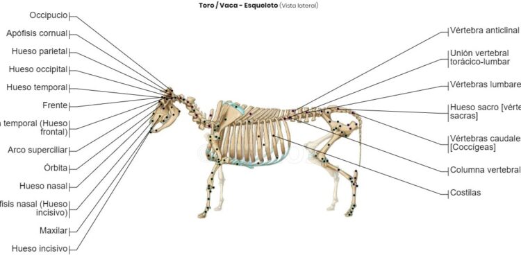 “Voy a ir hasta el hueso”, dijo Alberto. Y no solo prohibió las exportaciones de carne sino también las de huesos