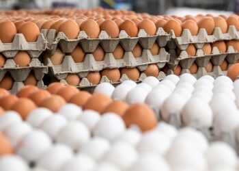 “No se trata con la misma vara al productor que al intermediador”, se queja Roberto Gesualdo. Y advierte que muchos productores de huevos deberán desprenderse de ponedoras