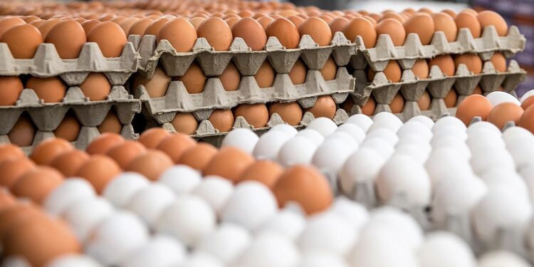 “No se trata con la misma vara al productor que al intermediador”, se queja Roberto Gesualdo. Y advierte que muchos productores de huevos deberán desprenderse de ponedoras