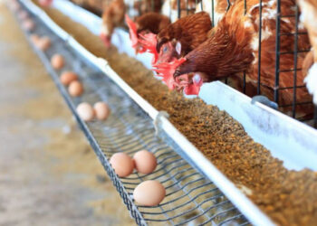 Por los precios máximos y la suba del maíz, los productores de huevos dicen que pierden plata desde septiembre: Ya se están desarmando granjas