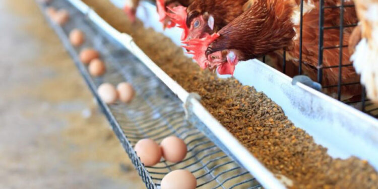 Por los precios máximos y la suba del maíz, los productores de huevos dicen que pierden plata desde septiembre: Ya se están desarmando granjas