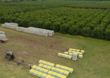 AgroEmpresas: La citrícola San Miguel prevé crecer en exportaciones mientras que Tomorrow Foods lanza su primera hamburguesa vegetal