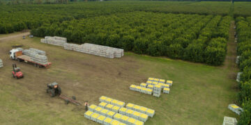 AgroEmpresas: La citrícola San Miguel prevé crecer en exportaciones mientras que Tomorrow Foods lanza su primera hamburguesa vegetal