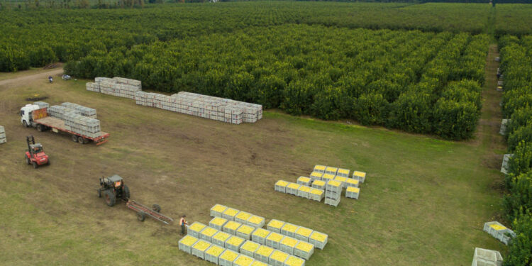 AgroEmpresas: La citrícola San Miguel prevé crecer en exportaciones mientras que Tomorrow Foods lanza su primera hamburguesa vegetal