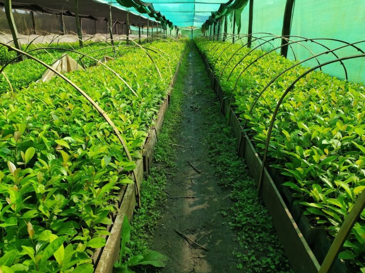 El colono Alberto Andruszyszyn advierte que las grandes empresas “se están apoderando de los suelos misioneros”: Propone regular las nuevas plantaciones de yerba