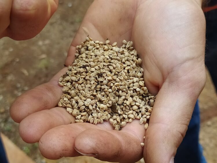 El colono Alberto Andruszyszyn advierte que las grandes empresas “se están apoderando de los suelos misioneros”: Propone regular las nuevas plantaciones de yerba