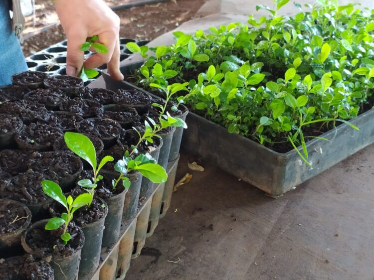 El colono Alberto Andruszyszyn advierte que las grandes empresas “se están apoderando de los suelos misioneros”: Propone regular las nuevas plantaciones de yerba