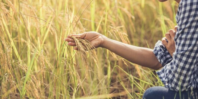 Agroemprendimientos de mujeres con enfoque agroecológico recibirán un aporte estatal de 60 millones de pesos