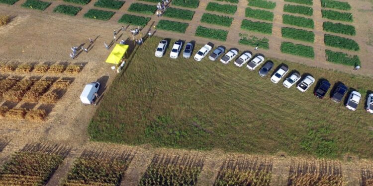 Tres años después, el gobierno objetó la compra de Nidera por parte de Syngenta: Podría obligarla a desinvertir en el negocio de semillas de girasol