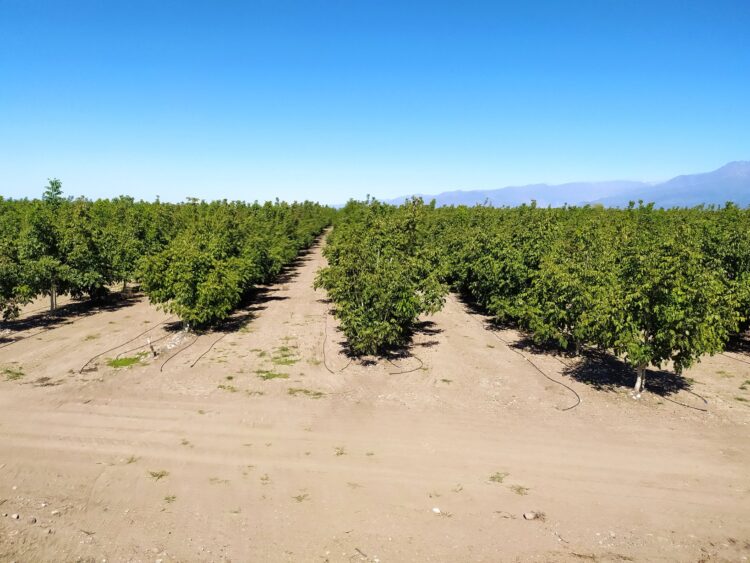 Juan Giugno no tiene dudas: “Hay que salir de producciones menos rentables como la vitivinicultura y animarse a explorar la nogalicultura”